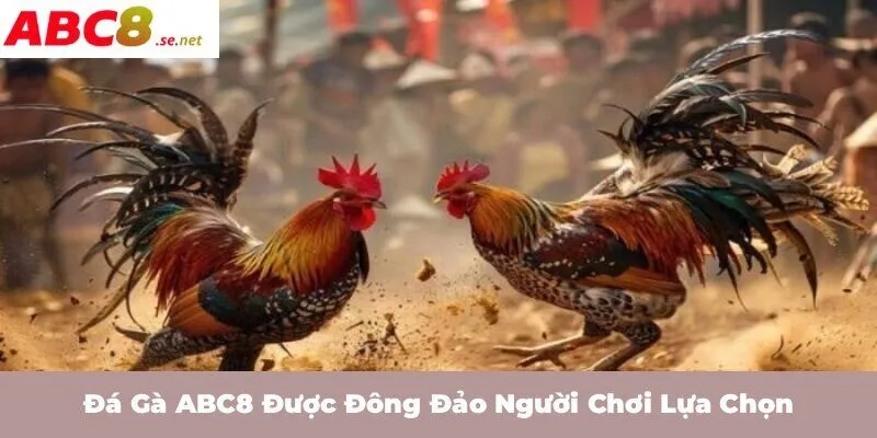 Đá gà ABC8 được đông đảo người chơi lựa chọn